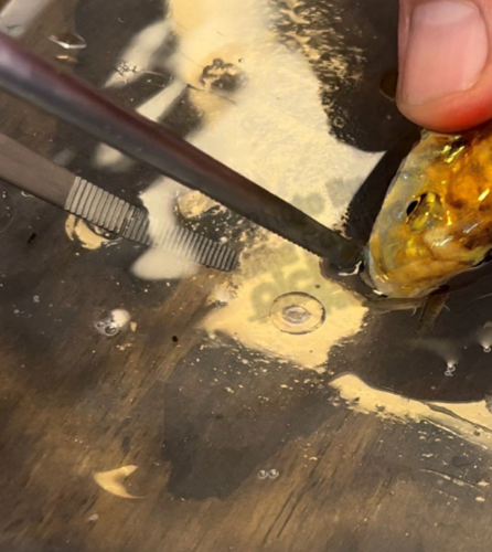 Freeing babies from the mothers mouth as they are ready to be separated into their own tank