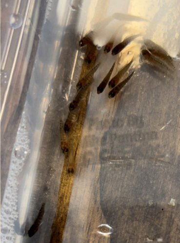 Fry in their the bin drip acclimating into their new tank