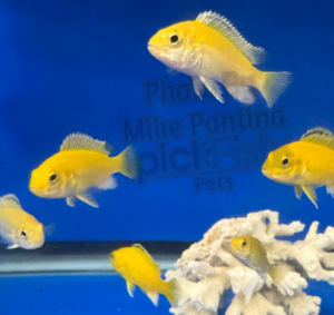 Some juveniles growing out in a 40 breeder.