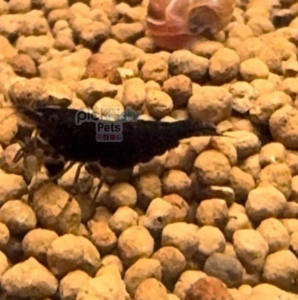 Black Chocolate Shrimp 