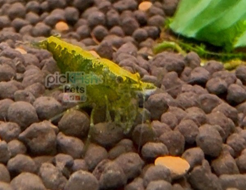 Green Jade Neocaridina