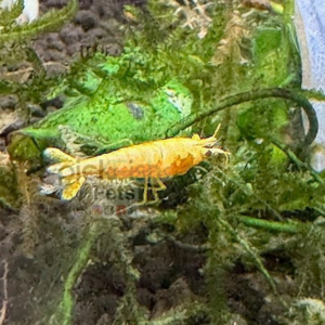 Yellow Ridgeline Neocaridina