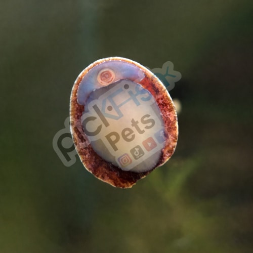 Red Lip Nerite Snail - Neritina violacea