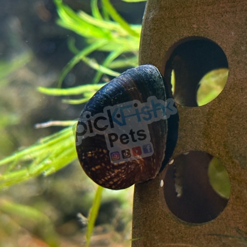 Red Lip Nerite Snail - Neritina violacea - Image 2