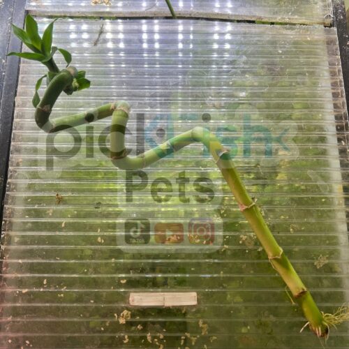 Lucky Bamboo (Dracaena Sanderiana) Curly