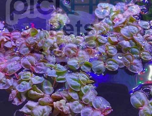 Red Root Floater – Phyllanthus fluitans