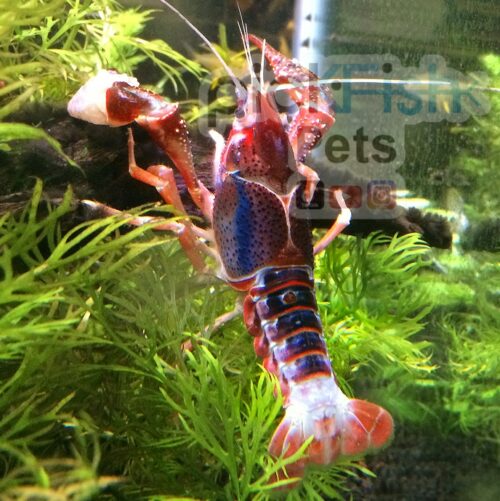 Scarlet Ghost Hybrid Crayfish (Procambarus alleni)