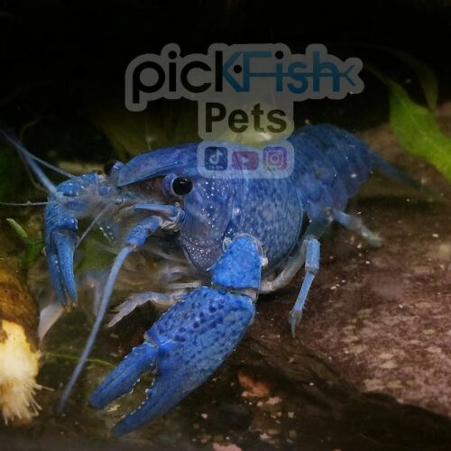 Electric Blue Crayfish