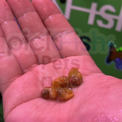Apple Snails (Pomacea maculata) 5 small mixed colors PickFish Pets