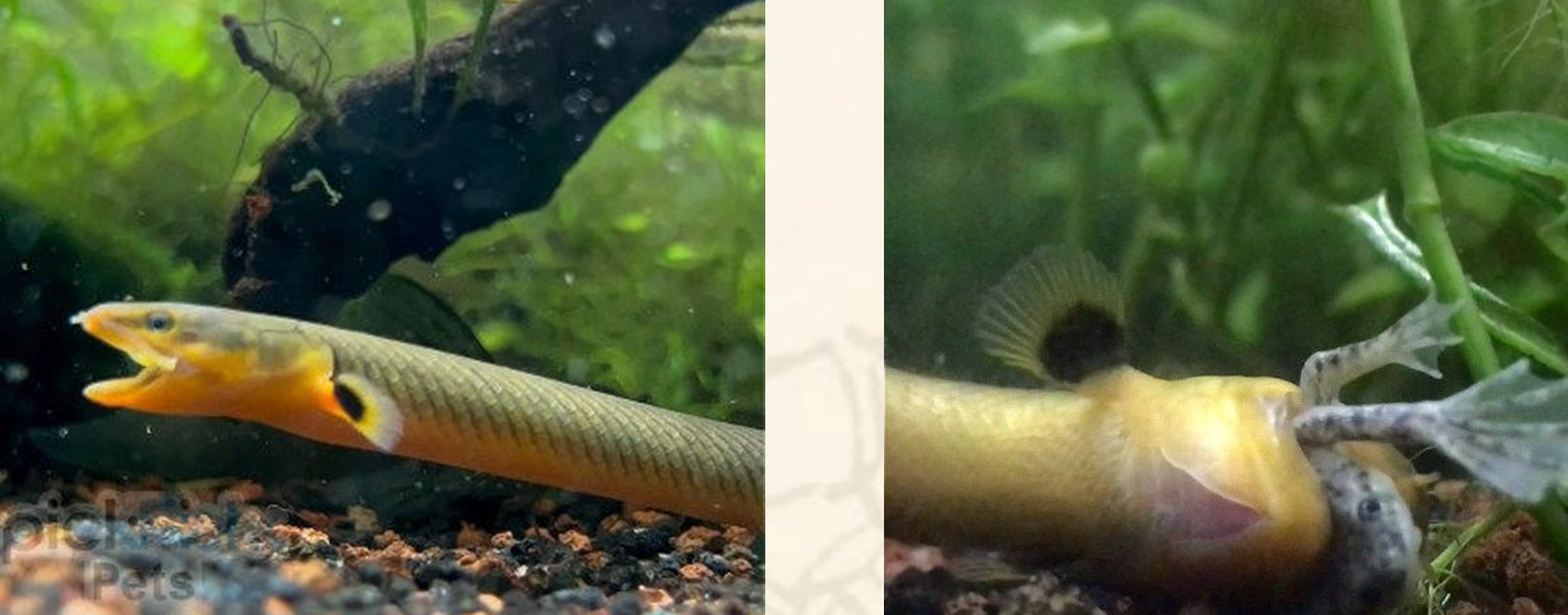 As you can see here, the ropefish’s mouth can open to a pretty large size compared to its body giving them the ability to eat small fish in a community aquarium and here you have one choking down a dwarf frog.