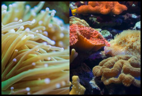Coral and Anemone