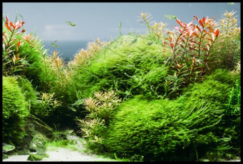 Aquatic Plants