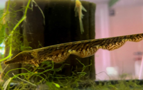 Trumpet Knife Fish is one of my favorite unique and fascinating species to add to your aquarium