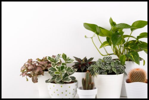 Terrestrial Plants