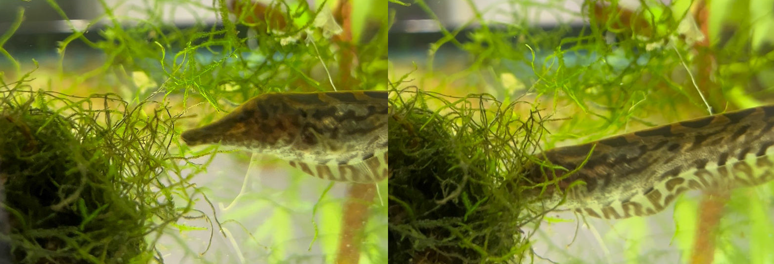A Trumpet Knifefish digging through some java moss with its elongated “snout.”
