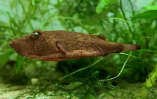 Red Miurus Puffer (Tetraodon miurus)