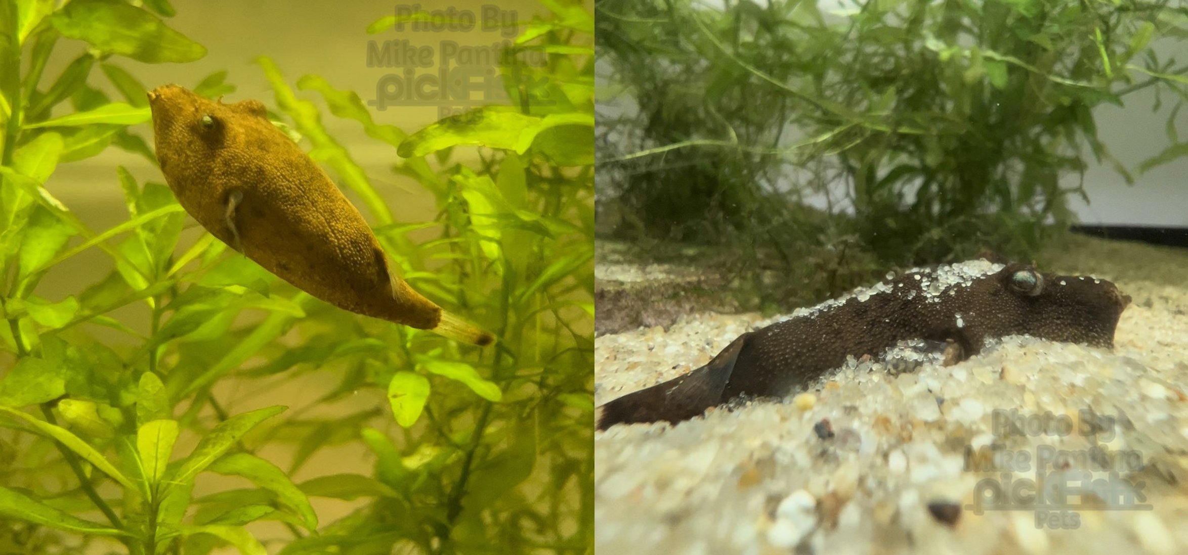 Red Miurus looking like a potato in the water and another changing color to blend with nearby driftwood.