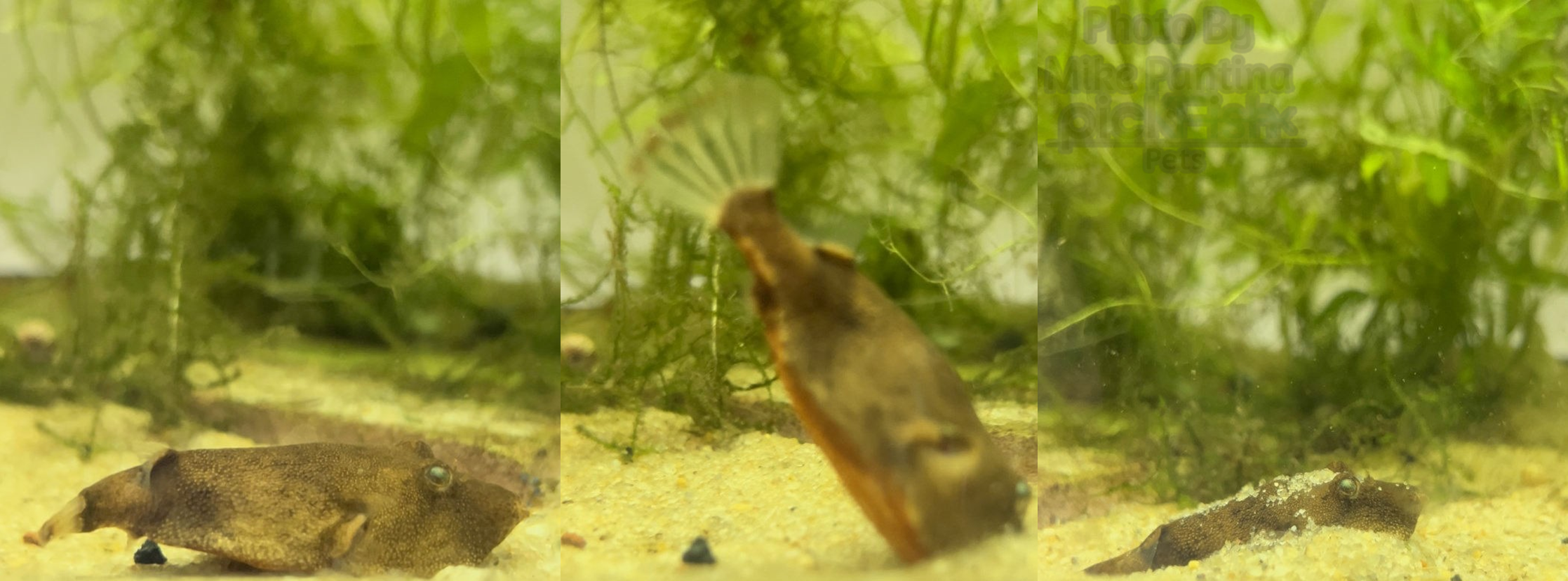 This puffer was burying itself in the sand to ambush some prey