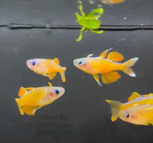 Red Neon Blue Eye Rainbowfish 