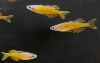 Red Neon Blue Eye Rainbowfish (Pseudomugil limitatus)