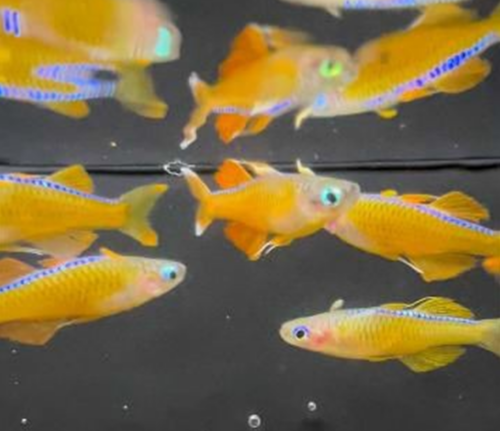 Red Neon Blue Eye Rainbowfish schooling near the surface.