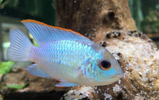 Electric Blue Acara (Andinoacara pulcher)