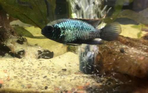 A female Electric Blue Acara protecting newly hatched fry.