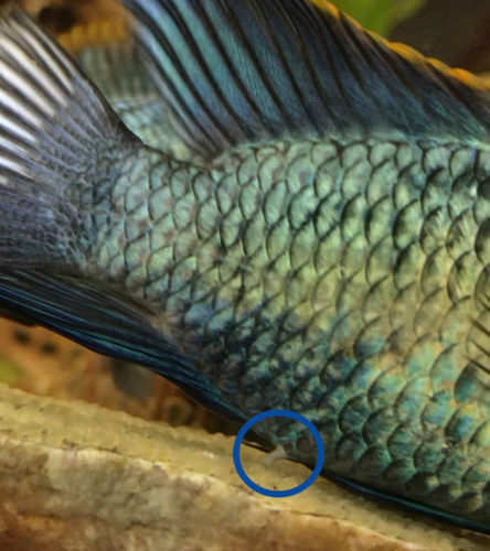 Male Electric Blue Acara fertilizing freshly laid eggs