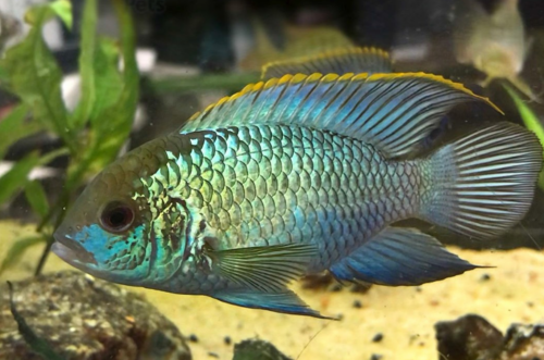 A male EAB, notice the elongated and pointy dorsal fin
