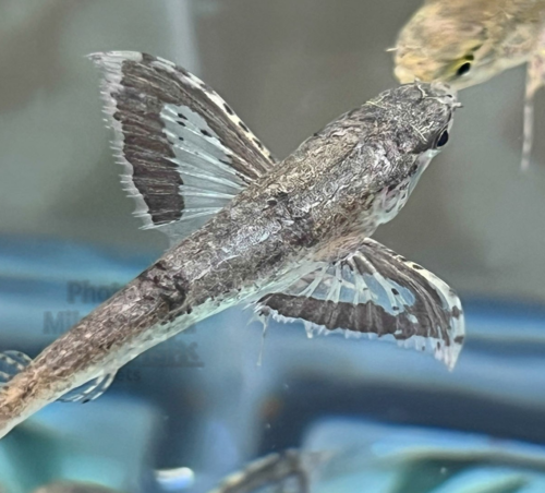 An African Butterfly Fish as viewed from above the waters surface.