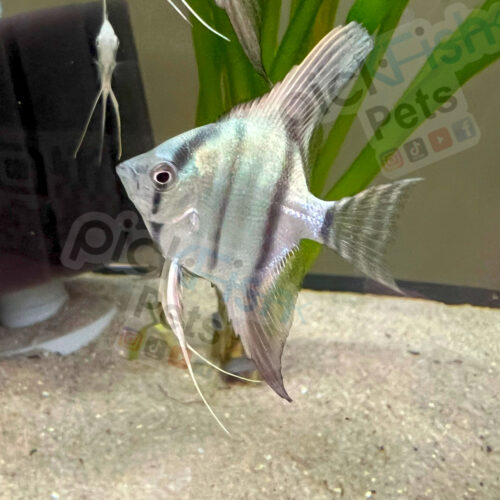 Neon Blue Angelfish