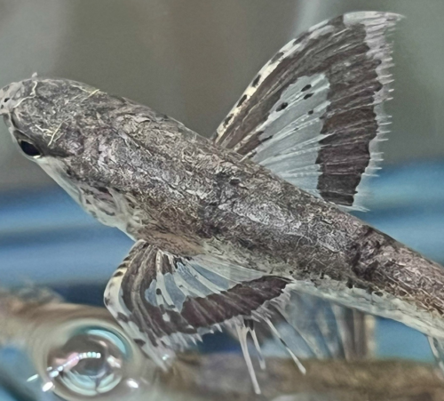 beautiful pattern on the body and pectoral fins like a butterfly