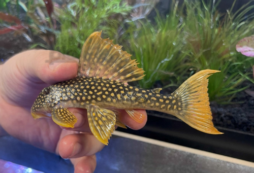 A young 7 inch Sunshine Pleco