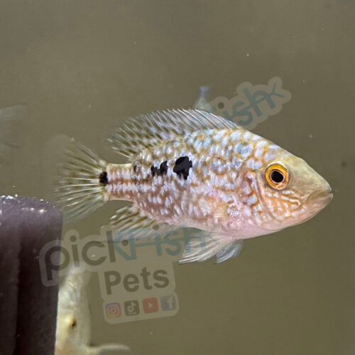 Rio Hondo Cichlid - Herichthys carpintis Cichlid
