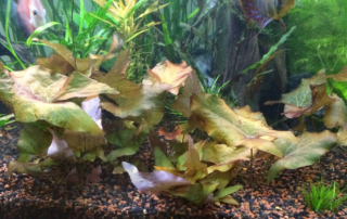 Dwarf Aquarium Lily - Nymphaea stellata
