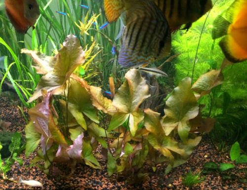 Dwarf Aquarium Lily grows rapidly