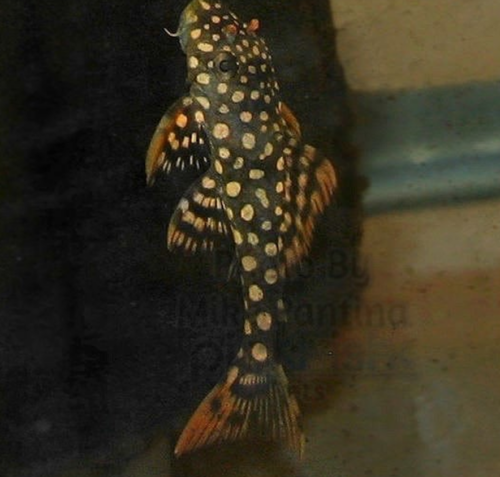 Sunshine Plecos tend to be shy