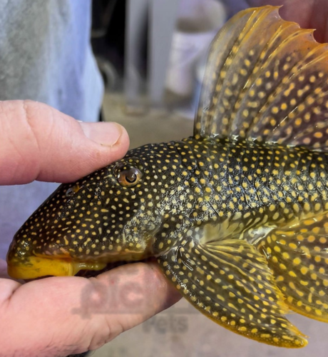SunshinePleco exhibits a predominantly dark black body
adorned with a smattering of large orange spots and fins