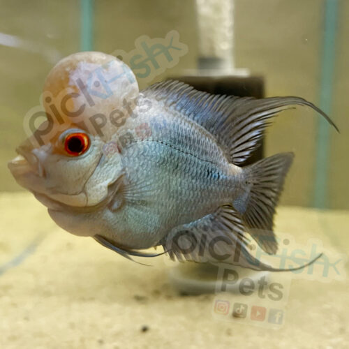 Thai Silk Flowerhorn