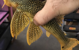 The Sunshine Goldie Pleco (Scobinancistrus aureatus, L014)