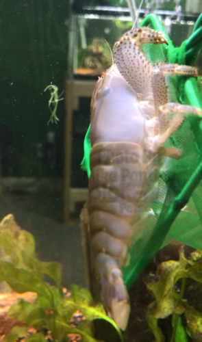 A large adult hanging onto a 6 inch fish net.