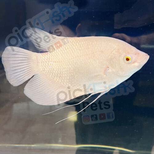 Giant Gourami - Osphronemus goramy