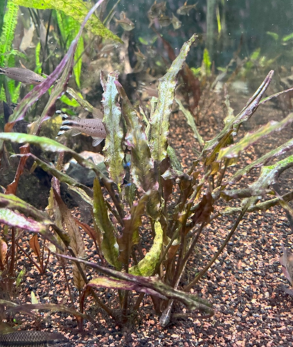 Large plant approximately 14 years old.