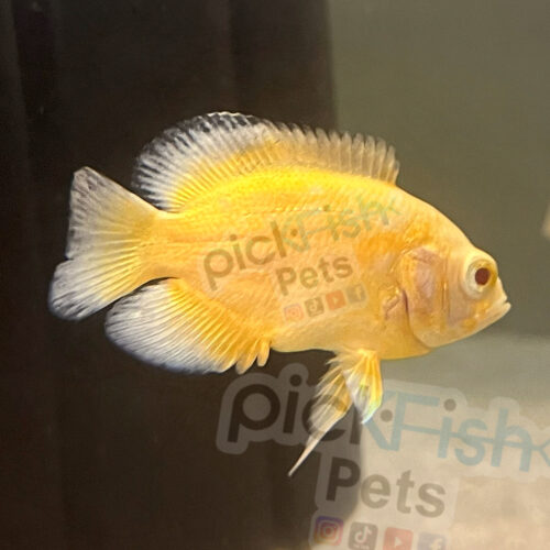 Yellow Lemon Oscar - Astronotus ocellatus