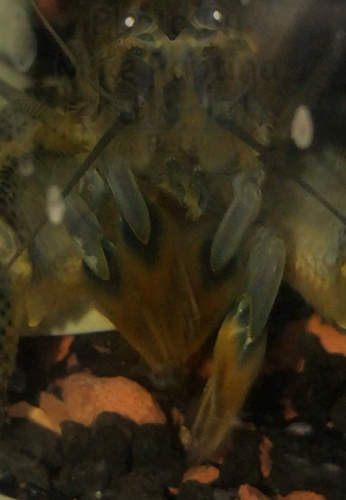 Notice The Fan-Like Appendages
