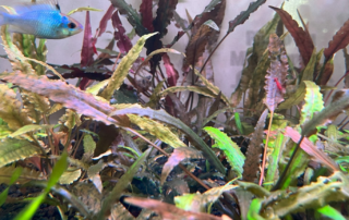 The many colors of Cryptocoryne wendtii.