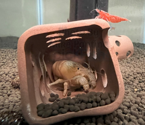 Vampire shrimp hiding in a overturned shrimp hut after molting.