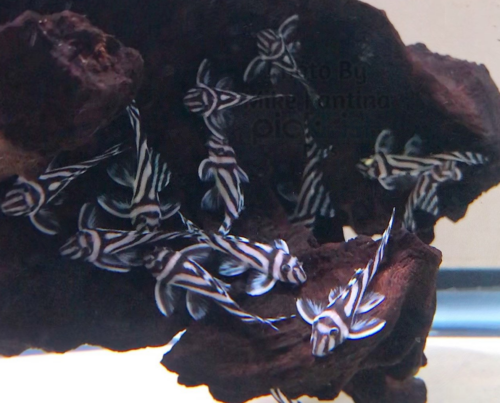 Group of small juvenile Zebra Plecos hiding under driftwood