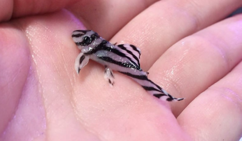 Juvenile zebra pleco