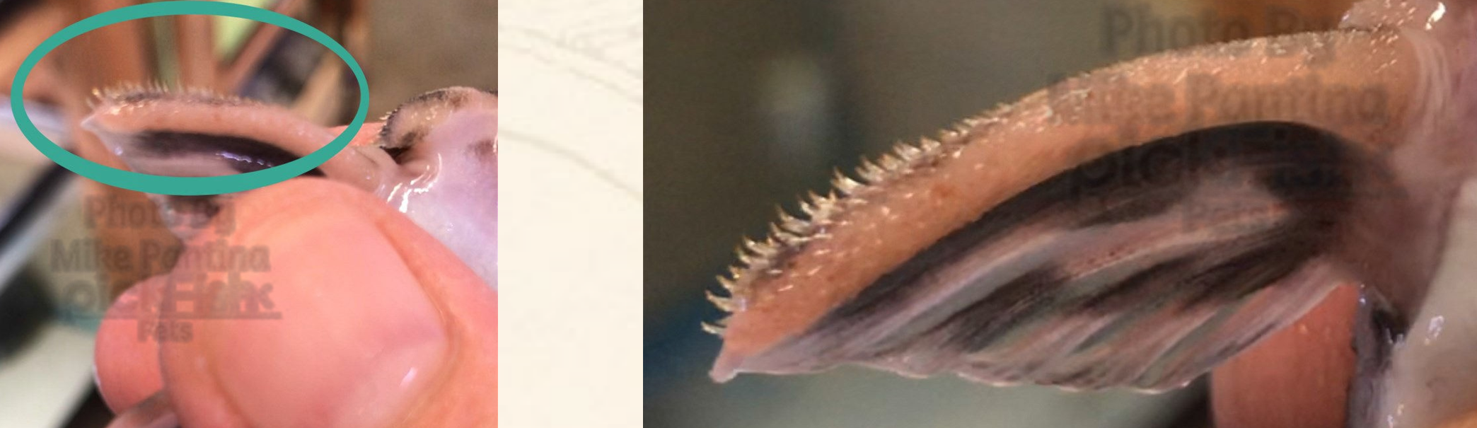 Odontodes and thicker pectoral fin in size